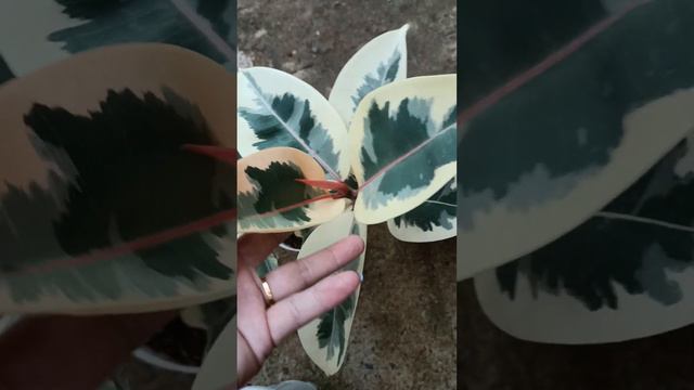 ficus shivereana, ficus tineke, ficus ruby belize смотреть онлайн