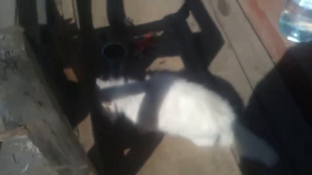 Кролики Фландры и Французский баран смотреть онлайн