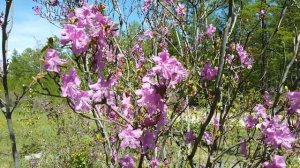 ДВА ВИДА  багульника  .РОДОДЕНДРОН .  БОЛОТНЫЙ БАГУЛЬНИК.