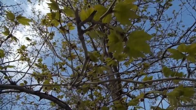 АНАПА. РАСТЕНИЯ И ЦВЕТЫ. 11.04.2017Г. смотреть онлайн