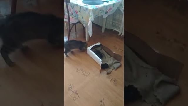 Обучение котят ловли мышек. смотреть онлайн
