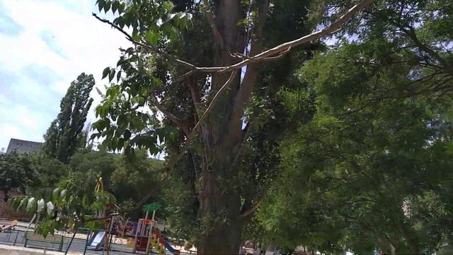 Кто знает,что это за дерево? 🤔 смотреть онлайн