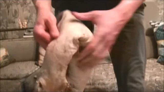 Охота на пушных Выделка шкуры Часть 2 смотреть онлайн