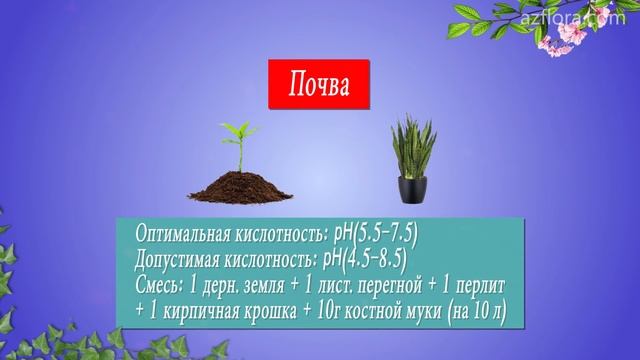 САНСЕВИЕРИЯ | ОСОБЕННОСТИ УХОДА ЗА РАСТЕНИЕМ | Освещенность, полив, пересадка