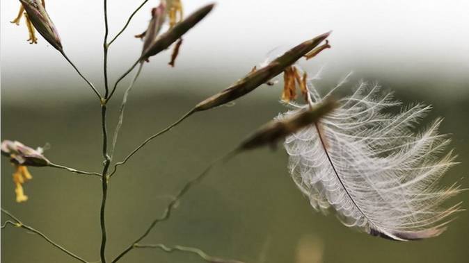 Лети пёрышко...