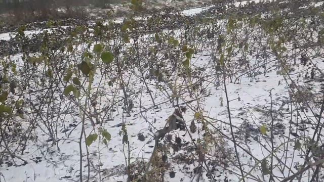 Зачем и когда обрезать ремонтантную малину в 1-й год вегетации? смотреть онлайн