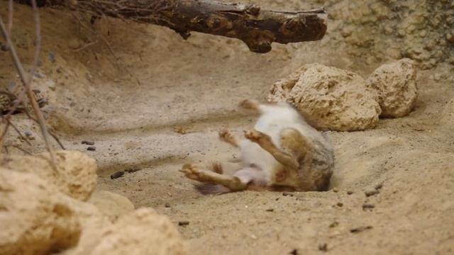 砂浴びするビスカーチャ　Plains viscacha　2017 0905 смотреть онлайн