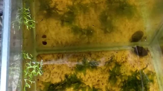 Расбора галактика мальки смотреть онлайн