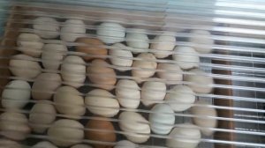 20 день инкубации??????Цыплята пищат в яйце.???