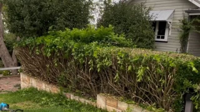 Hard cutback of this Murraya Hedge. #landscaping #gardening #hedgetrimming #nathanslawnsandgardens смотреть онлайн