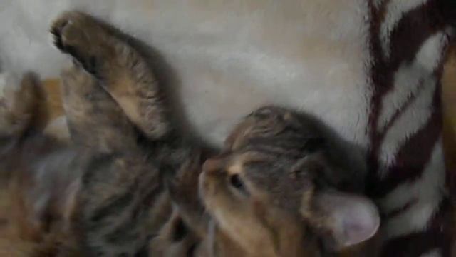 Как спится в феврале:) Кошка Ромашка. смотреть онлайн