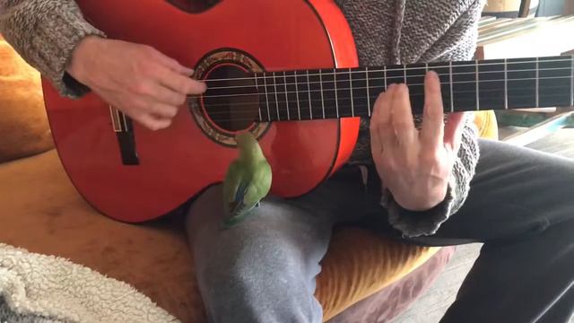 HS #03 - Funny Bird Playing Guitar Flamenco смотреть онлайн