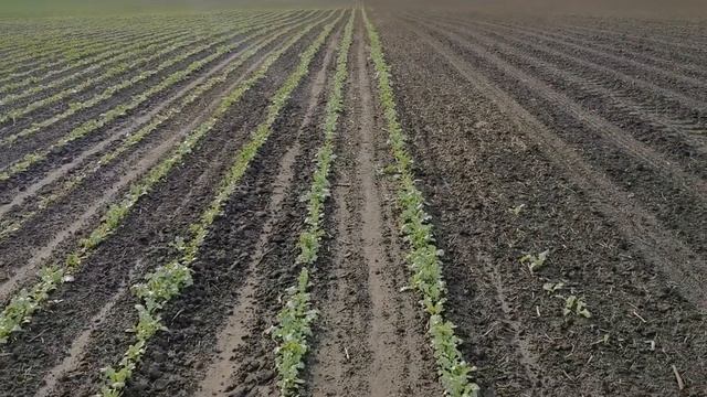 Мастерские Советы