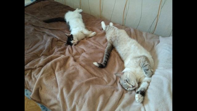 Спящие кисы / cats sleep in funny poses смотреть онлайн