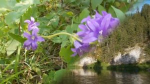 Красная книга Пермского края