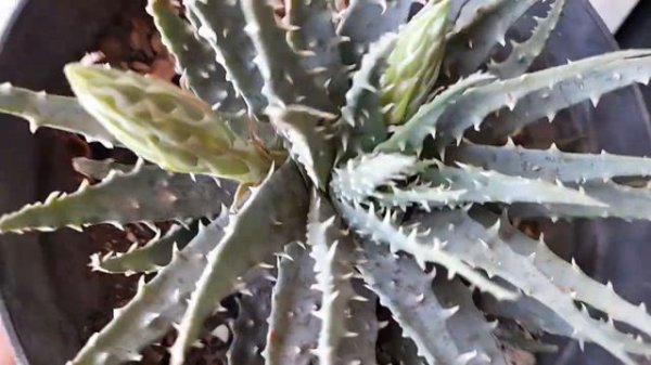 HERMOSA SUCULENTA | Aloe humilis