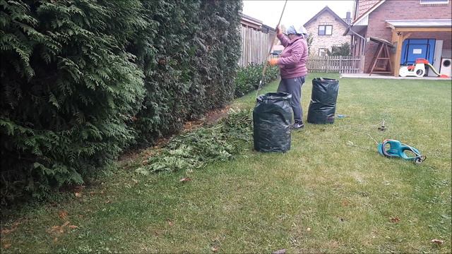 ОБРЕЗКА живой изгороди ТУИ. смотреть онлайн