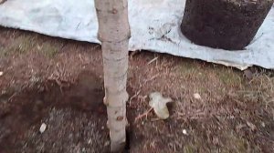 Как посадить Берёзу?  Правильная Посадка Берёзы.