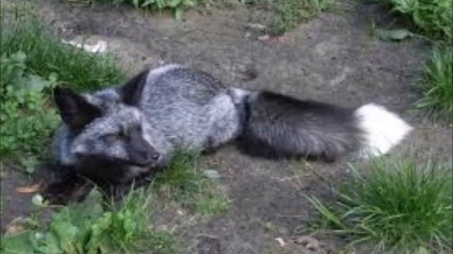 Черно бурый лис смотреть онлайн