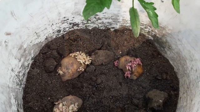 Посадка картофеля очистками - БОГАТЫЙ УРОЖАЙ! Мой Лайфхак смотреть онлайн