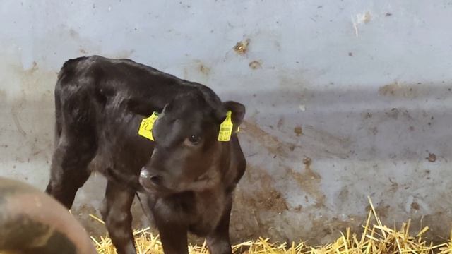 Утренняя дойка| Продаем две коровы#деньвдеревне #farm #доильныйаппарат #деревенскаяжизнь смотреть онлайн