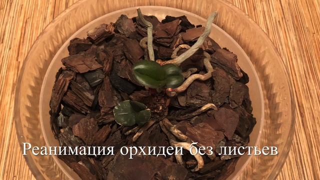 ? Как Гибнут Орхидеи ? Реанимация Орхидеи Без Листьев смотреть онлайн