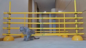 Cat Hurdle Challenge! Can My Cats Make the Jump? | Kittisaurus