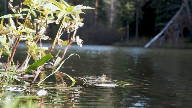Дикой пчеле всё равно... смотреть онлайн