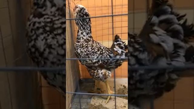 Орловские ситцевые куры на выставке "Гордость России" клетка №6, Мытищи 9 декабря 2017 г. смотреть онлайн