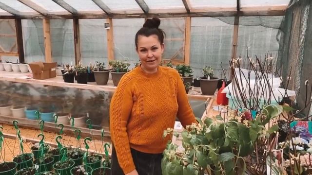 Посылка из питомника KHONIY GARDENS. Шикарные, Роскошные гортензии!! Спасибо Екатерине! смотреть онлайн