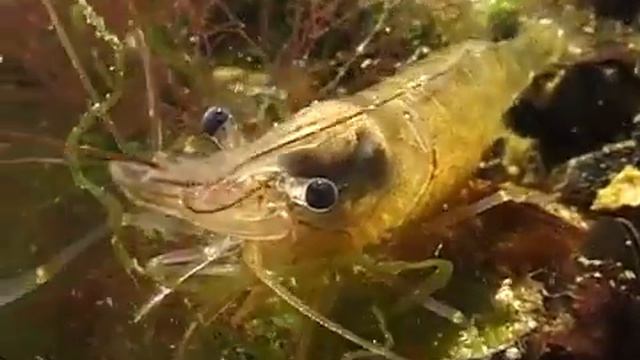 © Black Sea fauna Shrimp / Супер креветка! Palaemon adspersus-03 смотреть онлайн