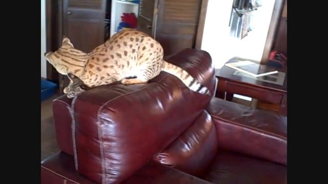 Кошка породы Саванна