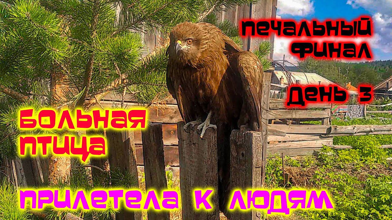 СПАСЕНИЕ ПТИЦЫ НЕОЖИДАННЫЙ ФИНАЛ смотреть онлайн