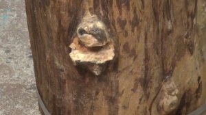 Колода для пчел своими руками