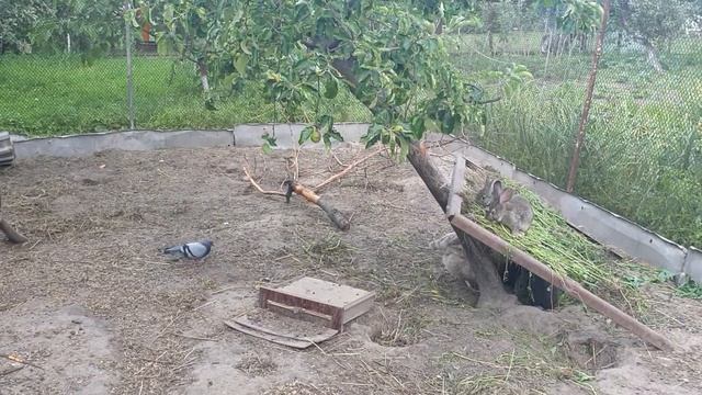 Когда отсаживать кроликов от крольчихи?! Когда ,после окрола, можно покрывать крольчиху?! смотреть онлайн