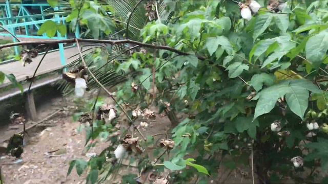 Центр Нетен Сои. Октябрь 2020 смотреть онлайн