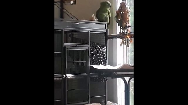 Спой, птичка ! смотреть онлайн