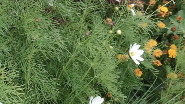 Sony FX 1000 Test Video смотреть онлайн