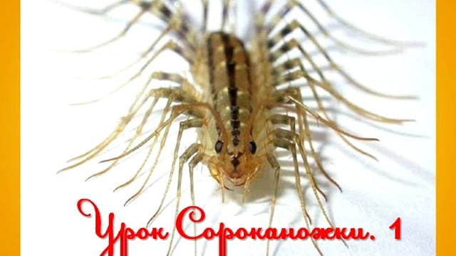 Как не заморачиваться и просто жить. Урок Сороконожки смотреть онлайн