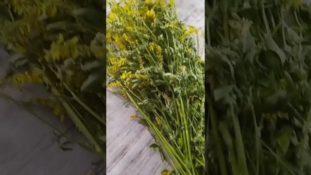 Донник желтый/пора сбора/# донник смотреть онлайн