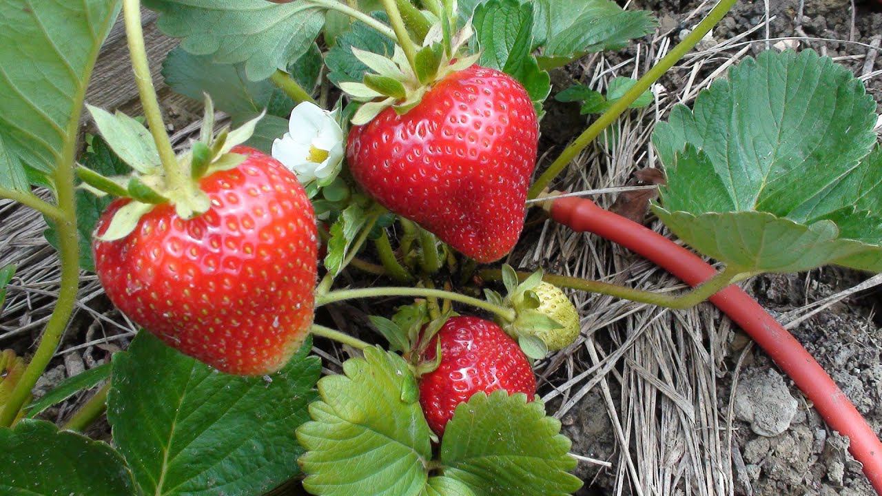 Пришла пора размножать клубнику. Какие усы брать на укоренение. смотреть онлайн