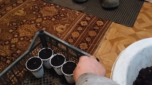 Часть 1. Ремонтантная малина Осенняя красавица. Пекируем рассаду малины из семян. смотреть онлайн