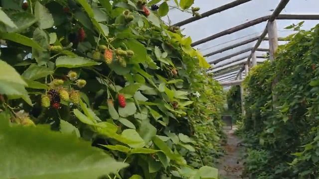 КАРАКА В ИЮЛЕ МЕСЯЦЕ. ОТВЕТЫ НА ВОПРОСЫ ПОДПИСЧИКОВ. смотреть онлайн