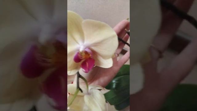 Phalaenopsis Golden Beauty / Солид Голд домашнее цветение смотреть онлайн