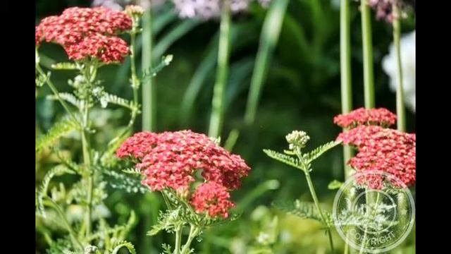Cosmos in the Garden - The Hero of Troy смотреть онлайн