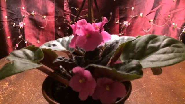 ❀✿My beautiful pink flowering African Violet Saintpaulia is re blooming✿❀ смотреть онлайн