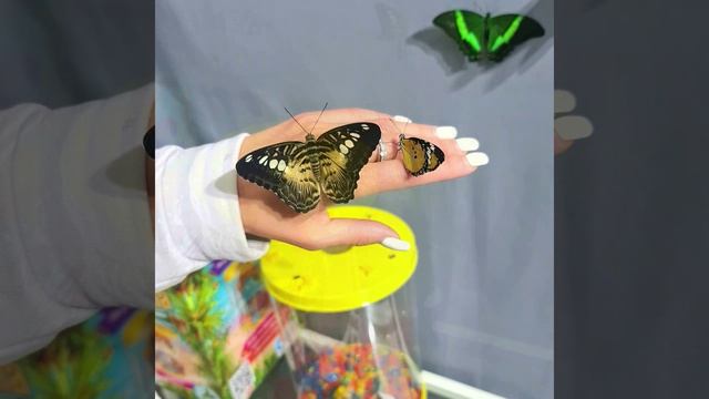 Ферма бабочек -Тропикарий там где рождаются тропические бабочки. смотреть онлайн