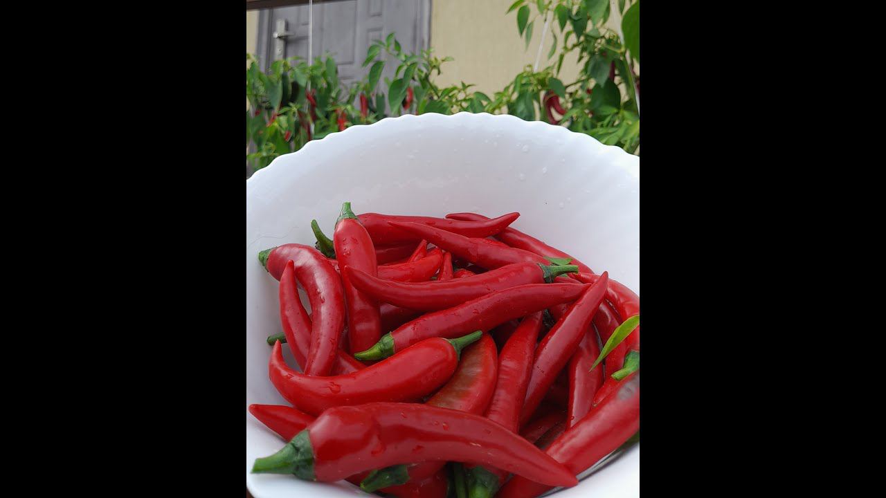 Сбор урожая чили перца выращенного в горшке смотреть онлайн
