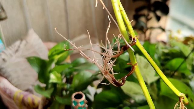 How to grow and care money plants/pothos смотреть онлайн