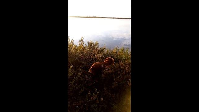 На тундровом озере ( уединение) смотреть онлайн
